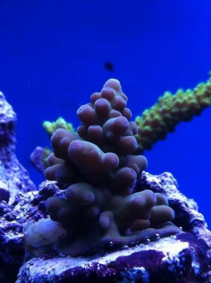coral1.jpg coral1.jpg