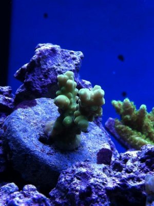 coral2.jpg coral2.jpg