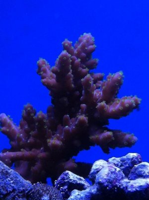 coral3.jpg