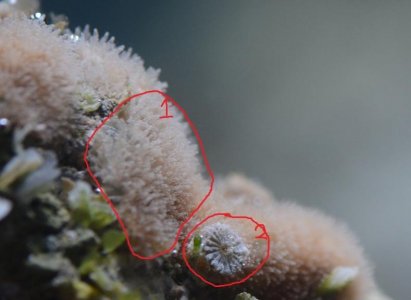coral hitchikers.jpg
