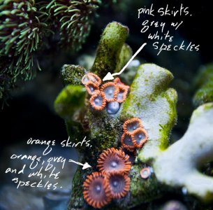 zoas.jpg