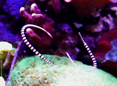 D dactylophorus circle 01.jpg