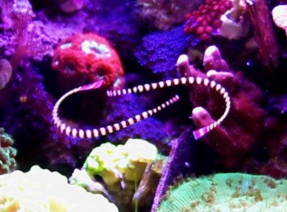 D dactylophorus circle 02.jpg