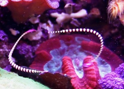 D dactylophorus circle 03.jpg