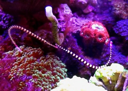 D dactylophorus snout fence.jpg