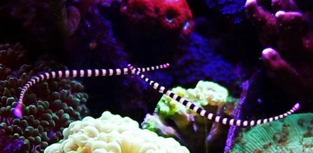 D dactylophorus snout strike.jpg