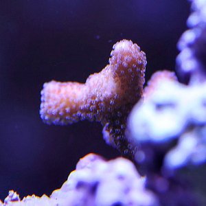 StylophoraMar12.jpg