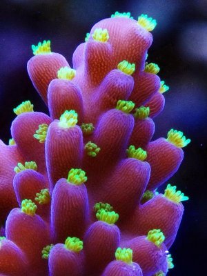 Acro healthy frag close up.jpg