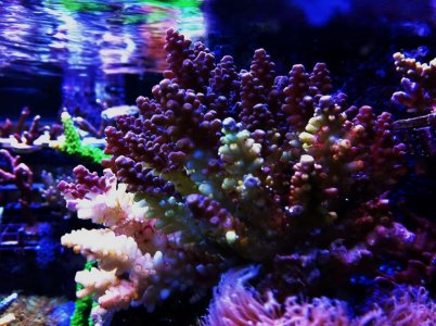Acro colony STN.jpg