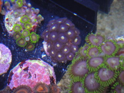 Oreo Zoa.jpg