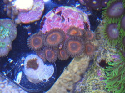 Pink Zoa.jpg