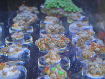 Frag Rack.jpg