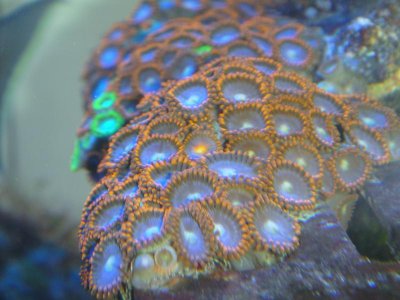 Red Zoa.jpg