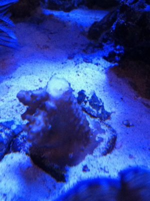 IMG_0781.jpg