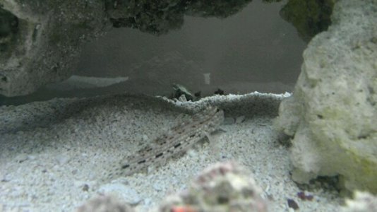 Goby 1.jpg