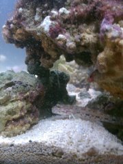 Goby 2.jpg