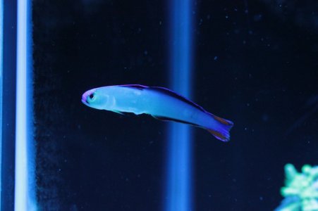 sick fish.jpg