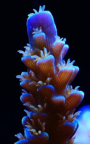 SPS 01.jpg