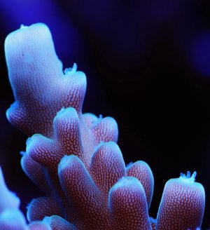 SPS 02 close up.jpg