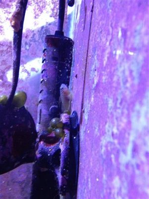 IMG_0207 (Small).JPG