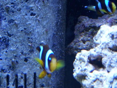 clarkii 005.jpg