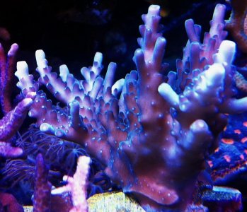 SPS 02 colony.jpg