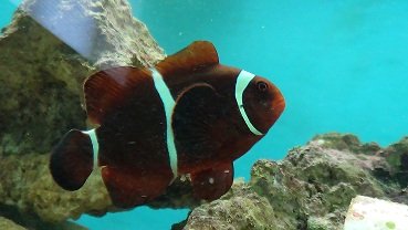 Maroon Clownfish.jpg