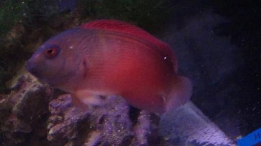 Emperor Devil Pseudochromis.jpg