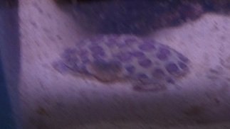 Blurry Shameface Crab, Reef Sump.jpg