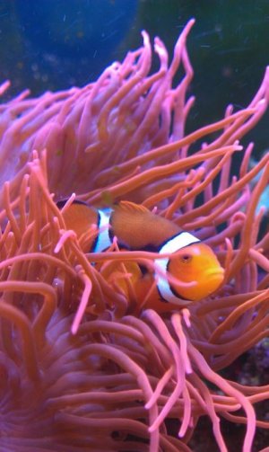 NEMO.jpg