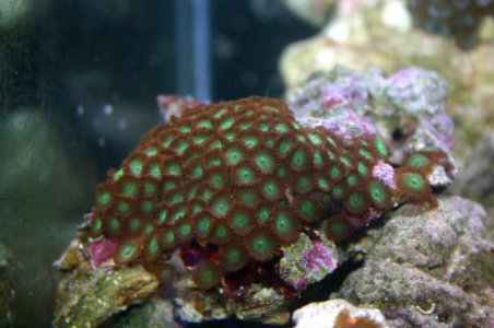 Greencenteredbrownskirtzoa.jpg