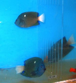 $7000 in USA $10000 in Asia.jpg