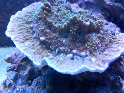 montipora.jpg