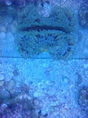anemone on glass.jpg