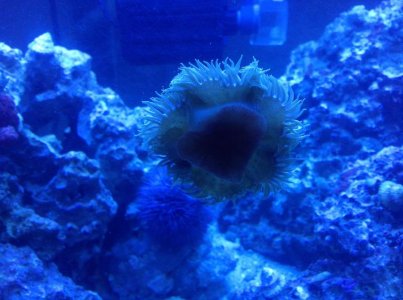 anemone on glass2.jpg