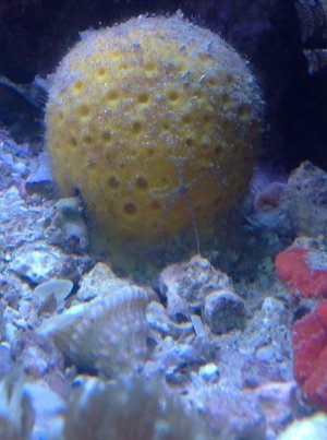 yellow sponge.jpg