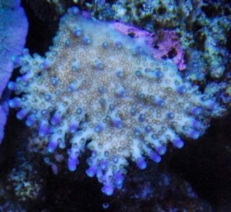 ImageUploadedByTapatalk1335245030.974644.jpg ImageUploadedByTapatalk1335245030.974644.jpg