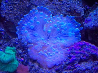 anemone id.jpg