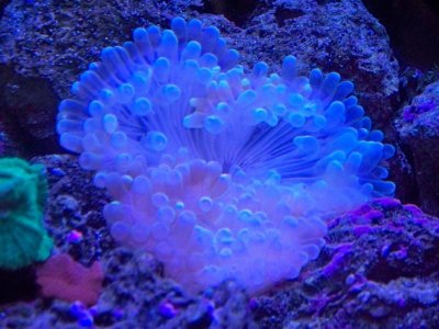 anemone id 2.jpg