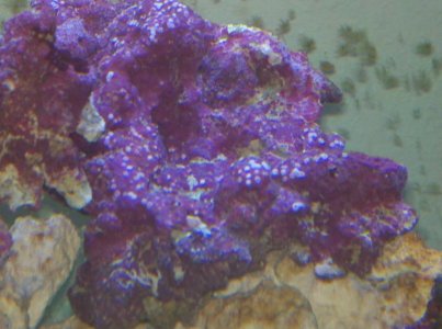 IMG_20120501_202456.jpg