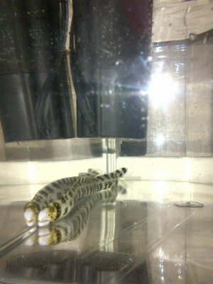 eel.jpg