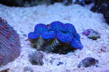 clam print.jpg