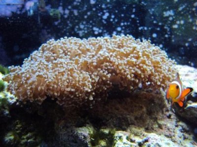 clown and frogwall 5.2.12.jpg