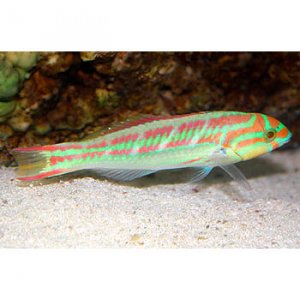 wrasse.jpg
