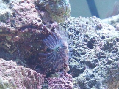 Resized Mystery Anemone.jpg
