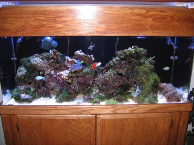 75 Gallon Tank.jpg