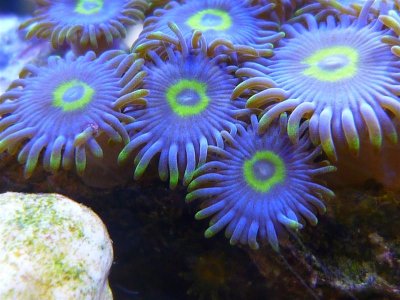 blue_steel_zoas.jpg