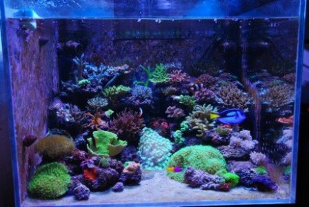 First tank.jpg