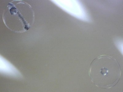 12 hrs PS fertilized and unfertilized eggs.jpg