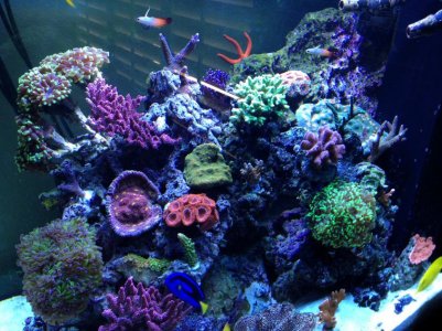 Reef 1.jpg